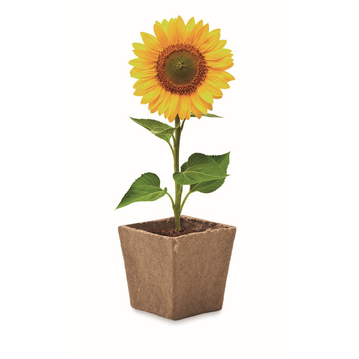 Kit de cultivo de girasoles con semillas, maceta y sustrato
