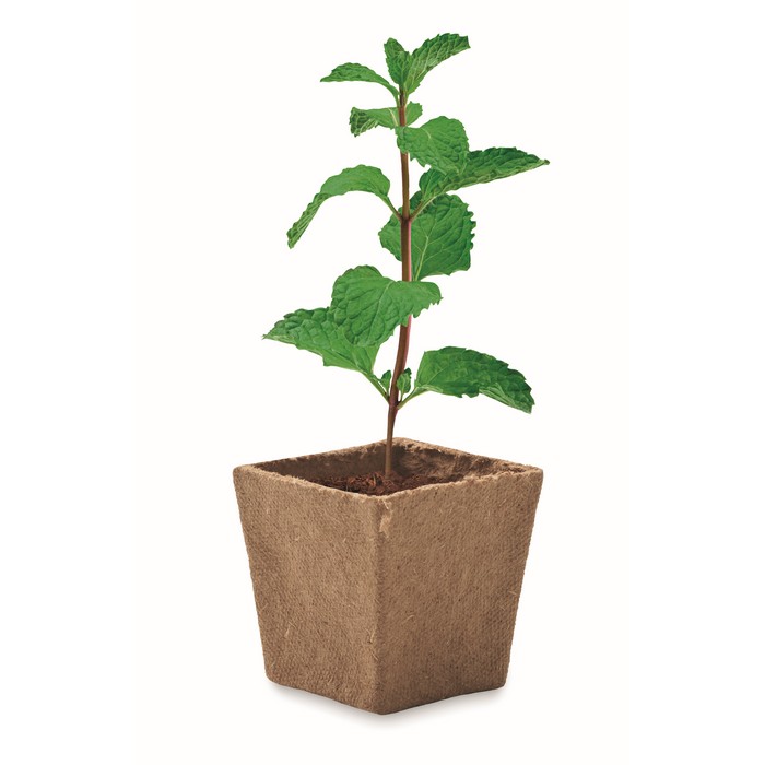 Kit de cultivo de semillas de menta con semillas, sustrato y maceta