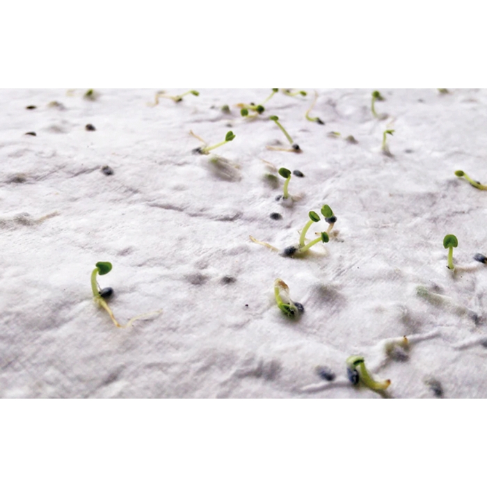 Tarjeta plantable con semillas