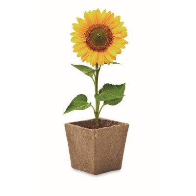 Kit de cultivo de girasoles con semillas, maceta y sustrato