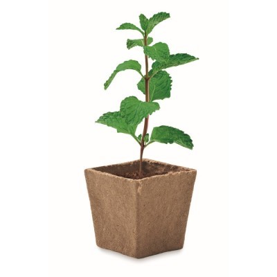 Kit de cultivo de semillas de menta con semillas, sustrato y maceta