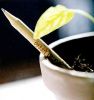 lápiz publicitario con semilla para plantar
